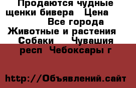 Продаются чудные щенки бивера › Цена ­ 25 000 - Все города Животные и растения » Собаки   . Чувашия респ.,Чебоксары г.